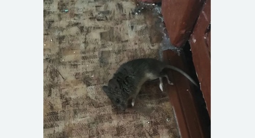 Дезинфекция от мышей в Филевском Парке города Москвы